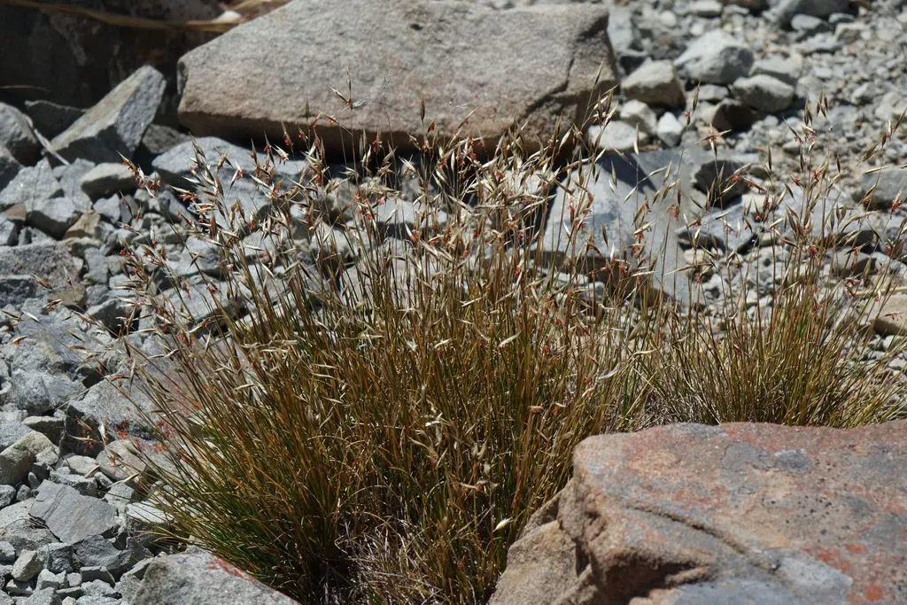 Rytidosperma Setifolium