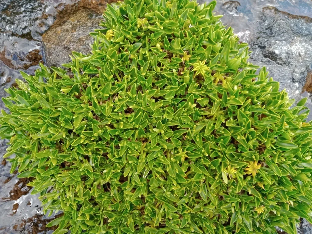 Alpine Marsh-marigold