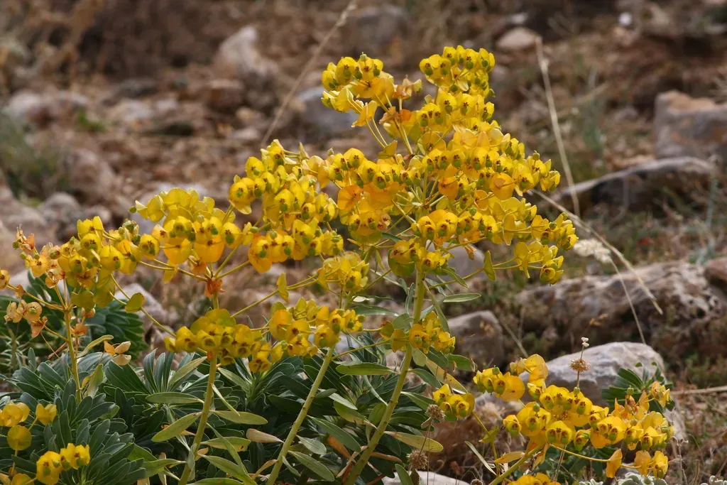 Euphorbia Kotschyana