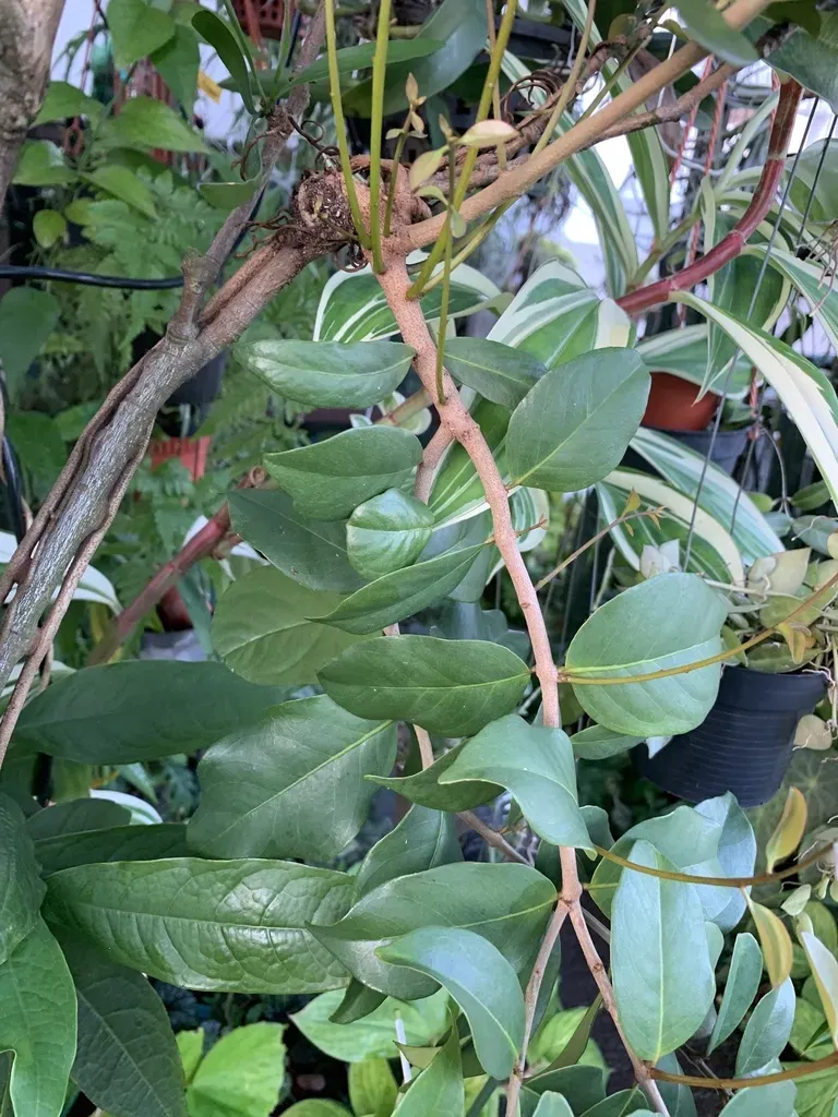 Common Chinese Mistletoe