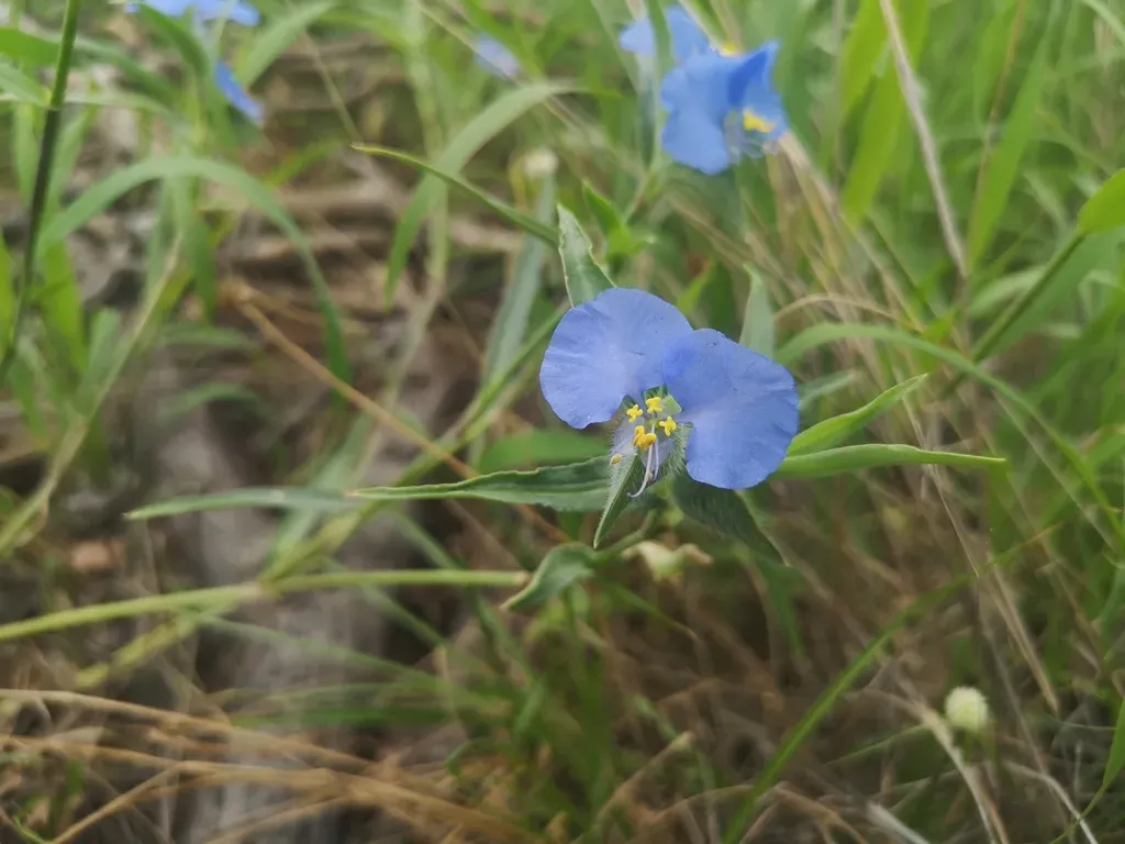 Livingston's Blue Commelina