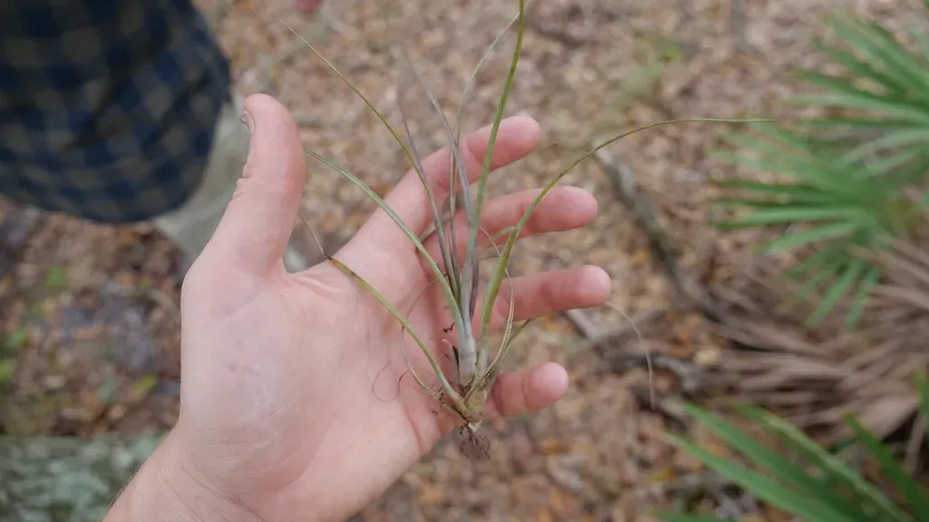 Florida Airplant