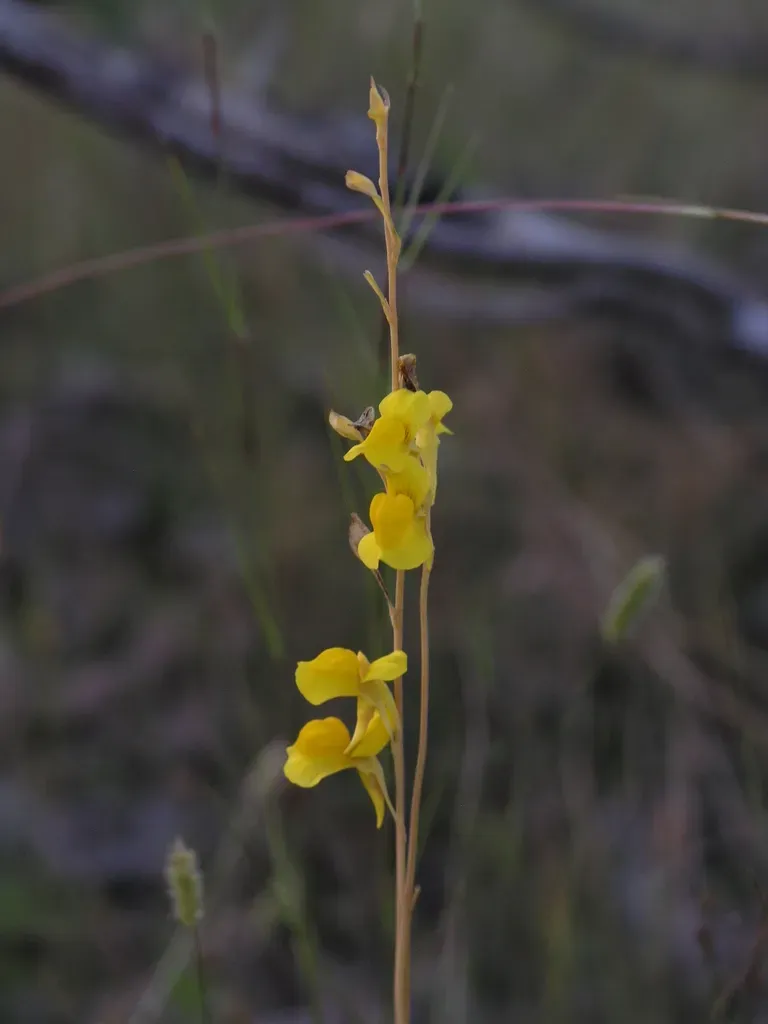 Utricularia Odorata