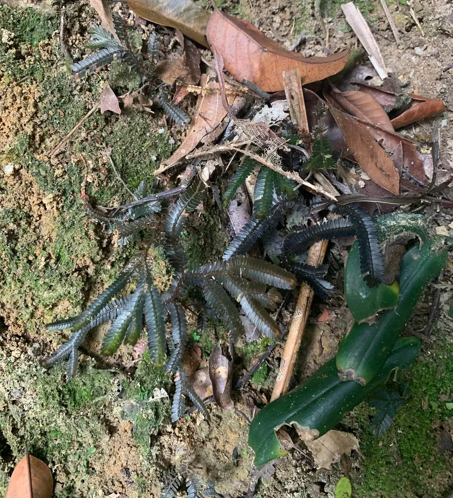 Selaginella Intermedia