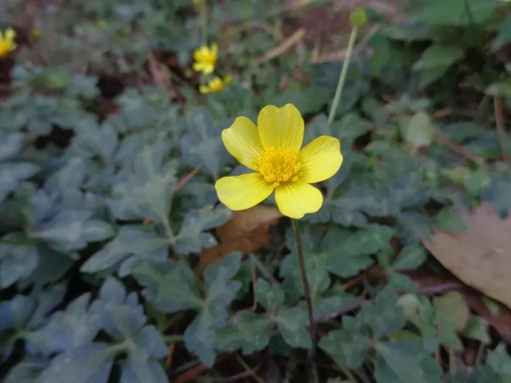 Ranunculus Sierrae-orientalis