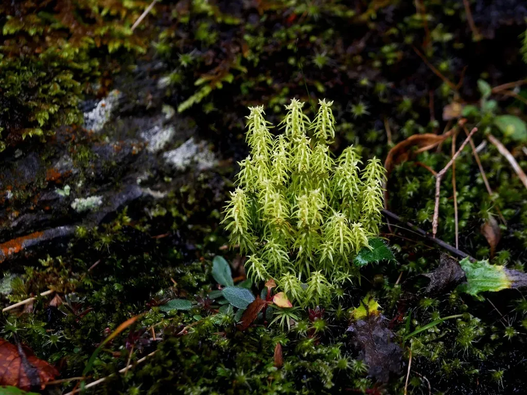 Huperzia Quasipolytrichoides