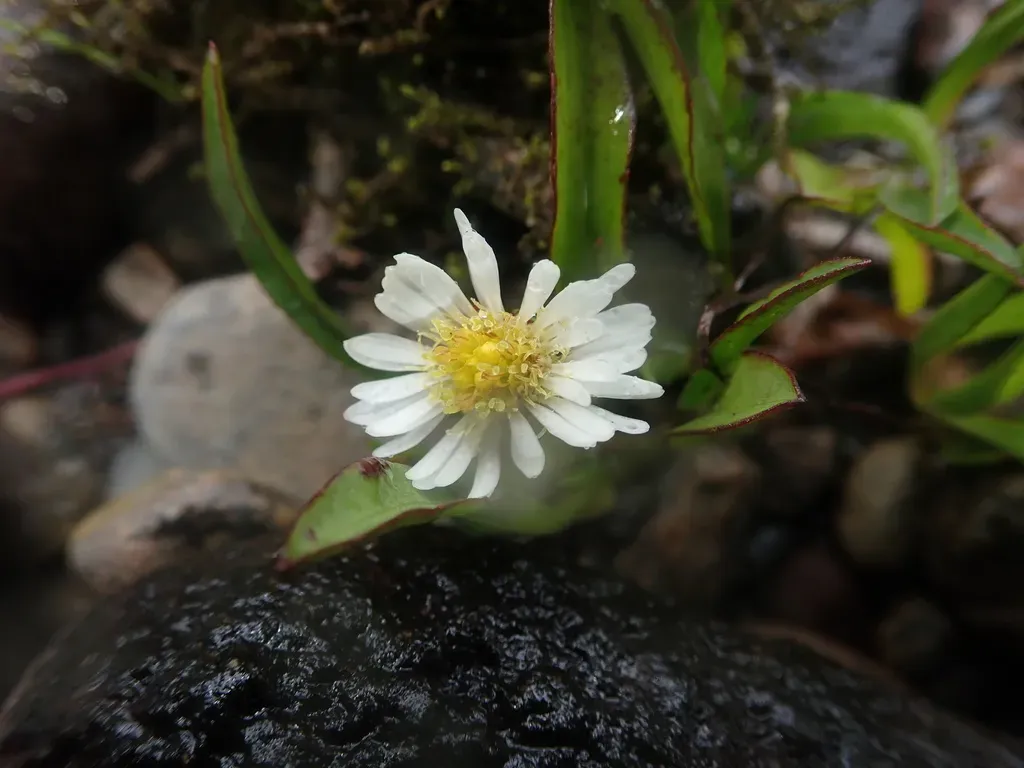 Marsh Daisy