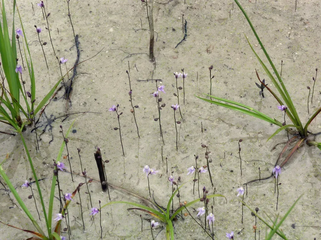 Utricularia Minutissima