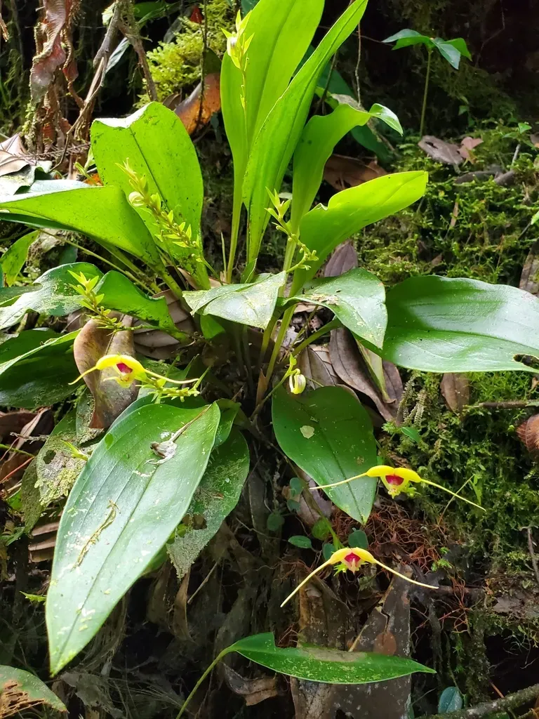 Scaphosepalum Grande