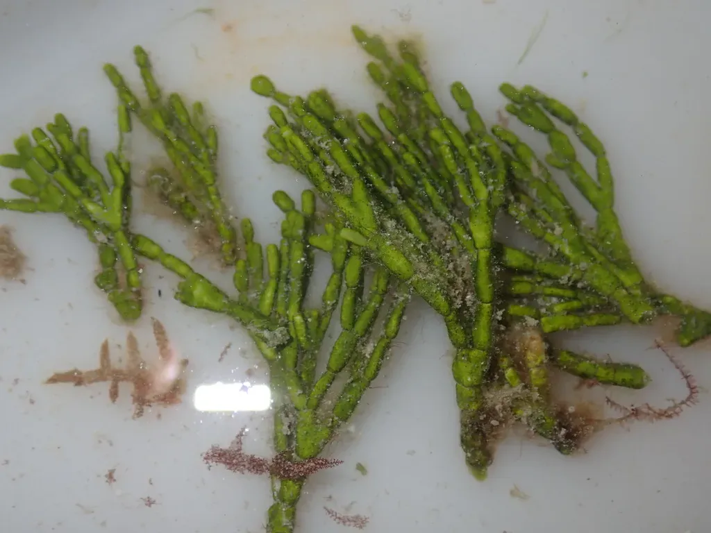 Halimeda Cylindracea