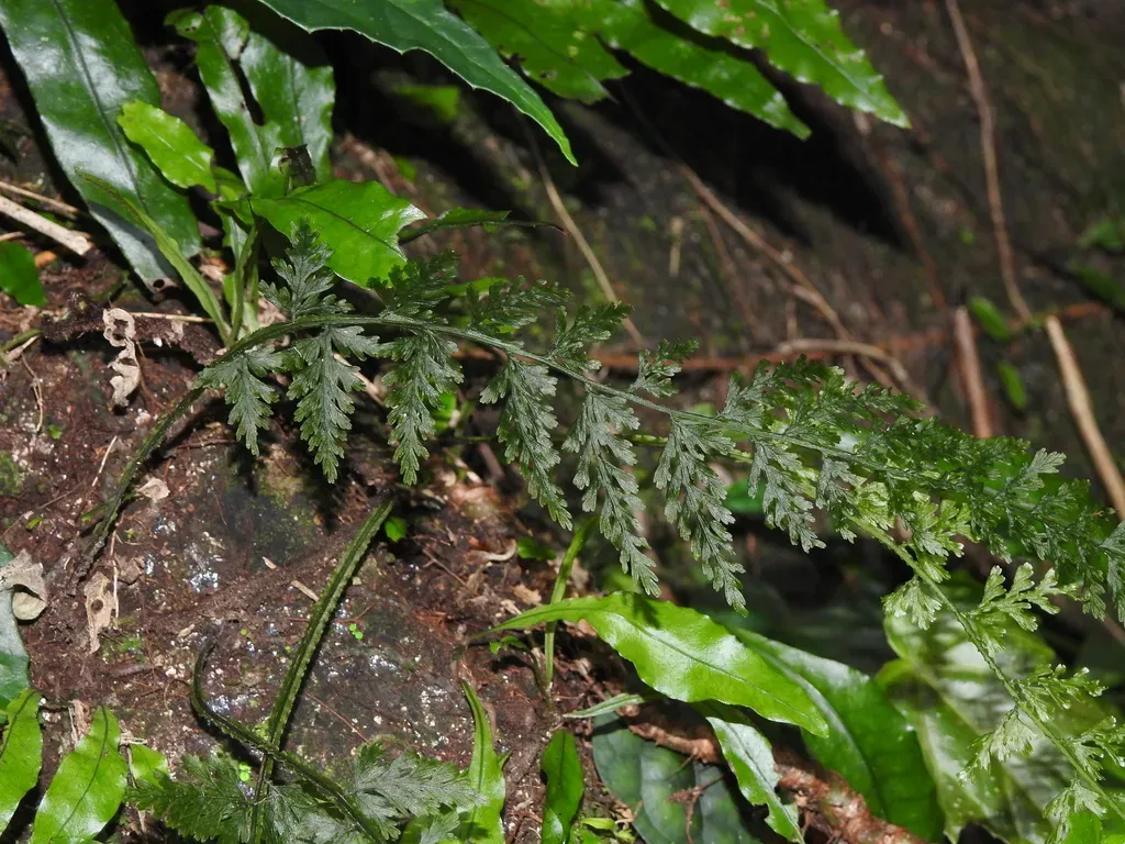 Vandenboschia Striata