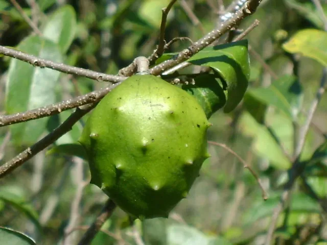 Annona Globiflora