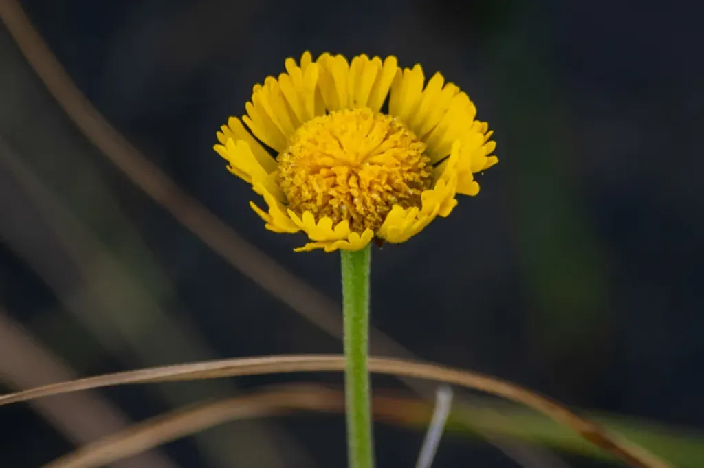 Southeastern Sneezeweed