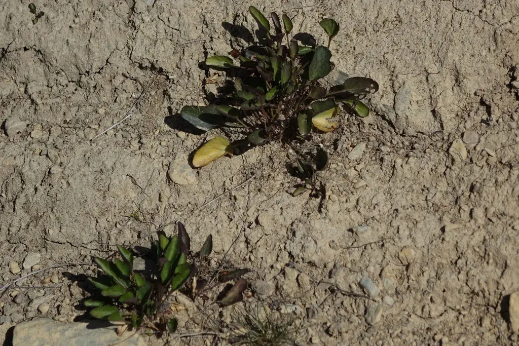 White Mountain Viola