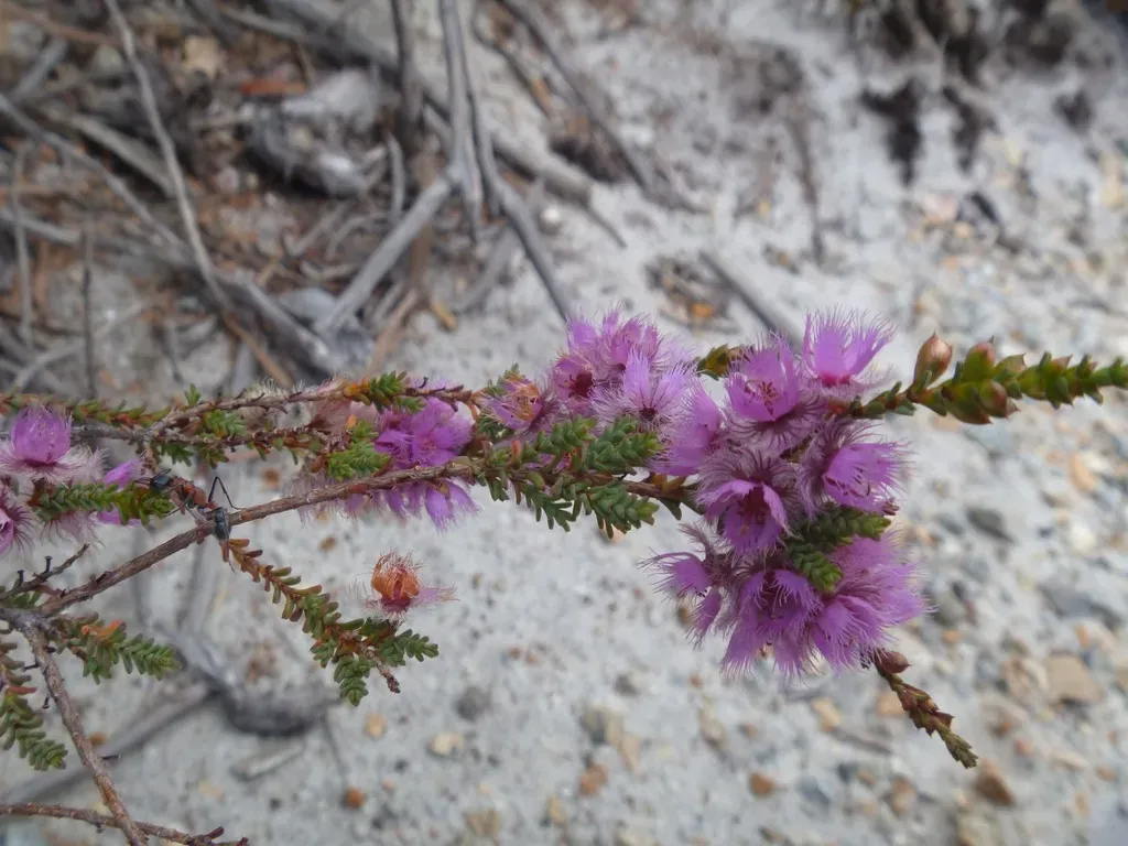 Verticordia Tumida