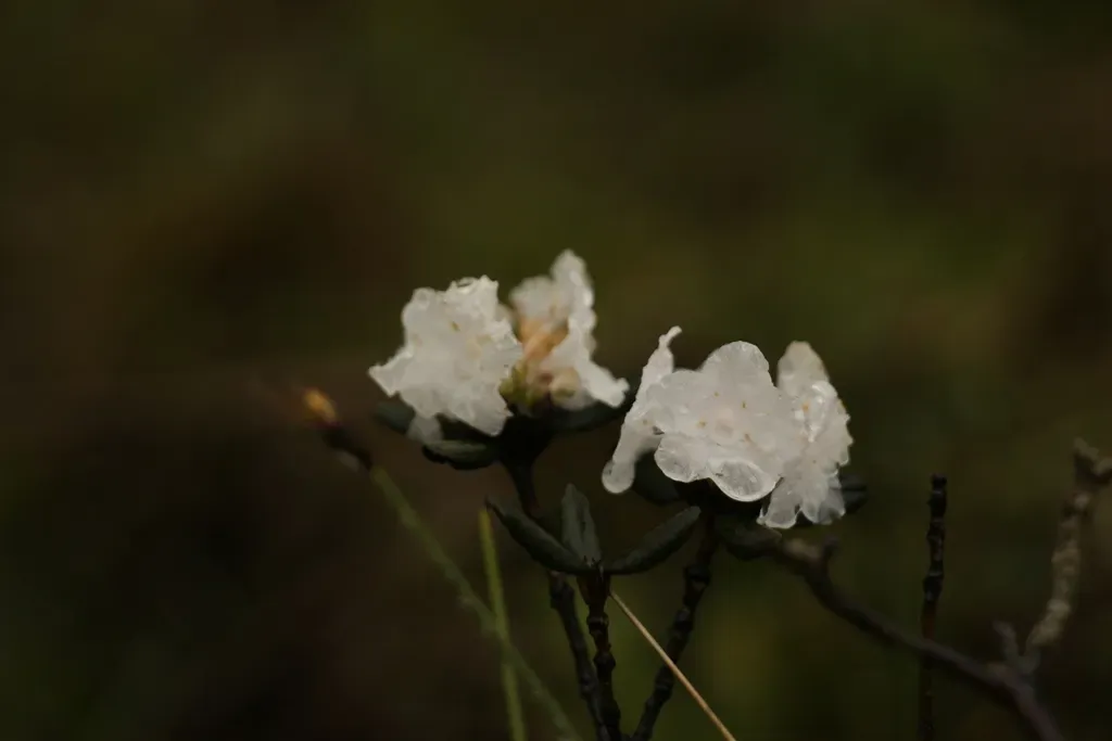 Rhododendron Anthopogon