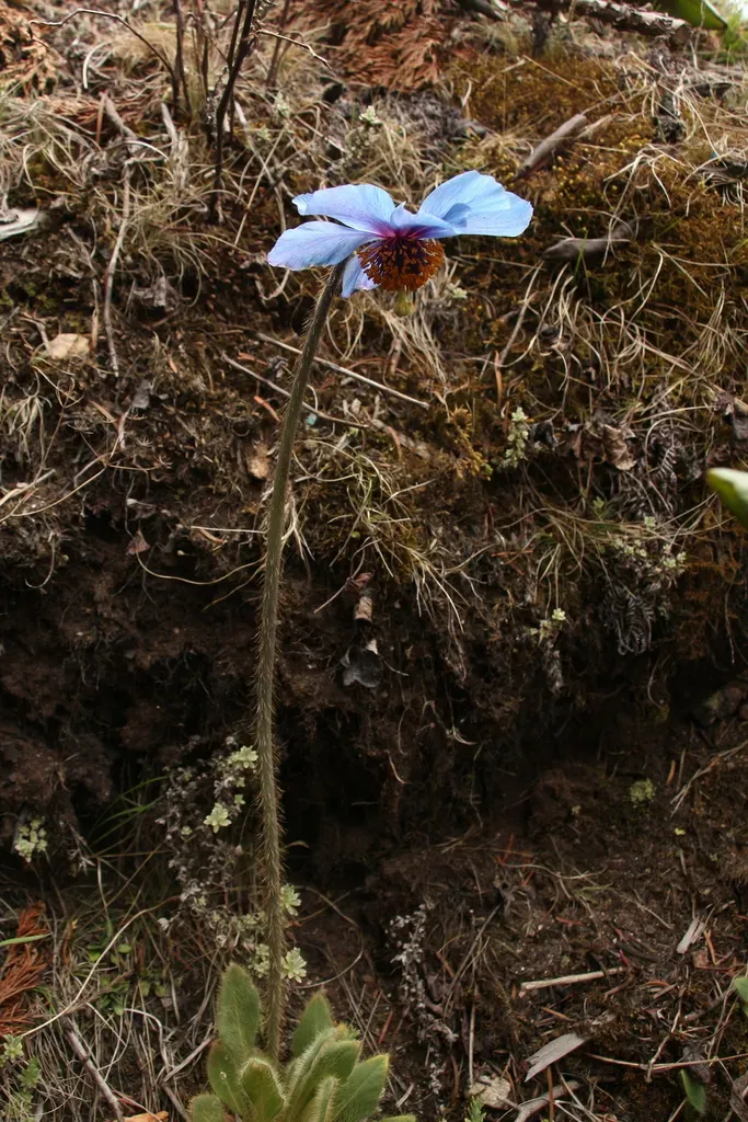 Meconopsis Simplicifolia