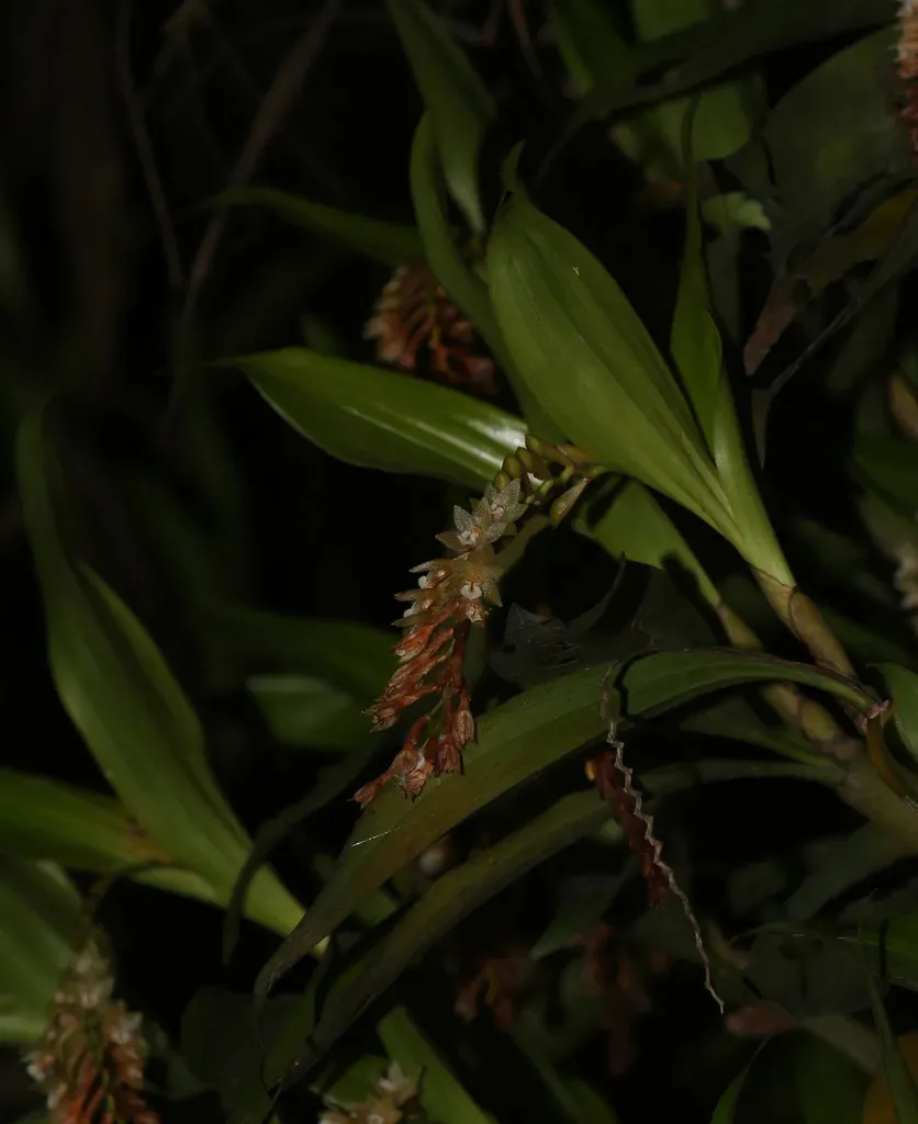 Pholidota Articulata