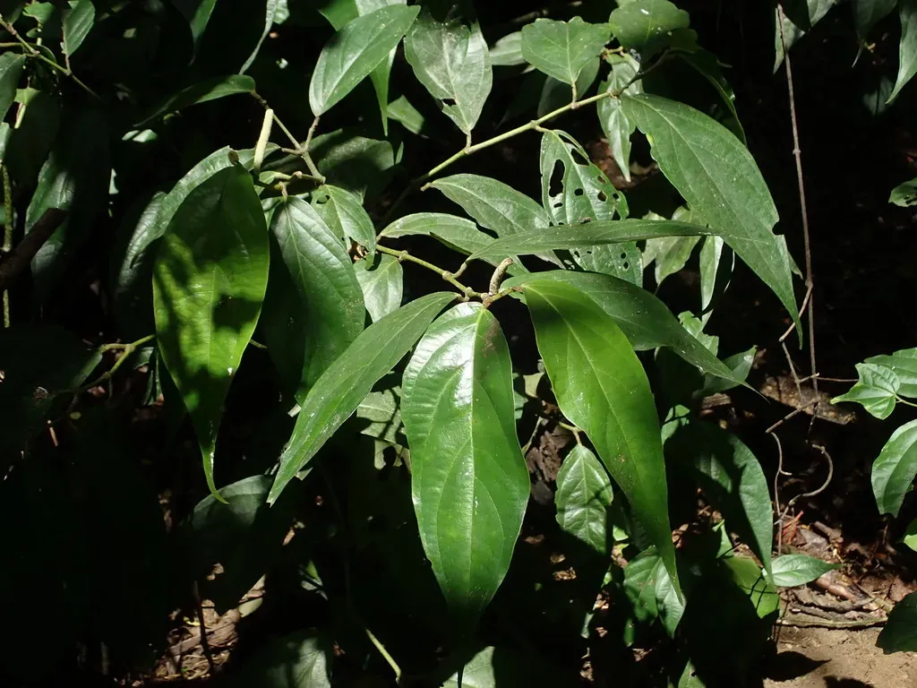 Caracas Pepper