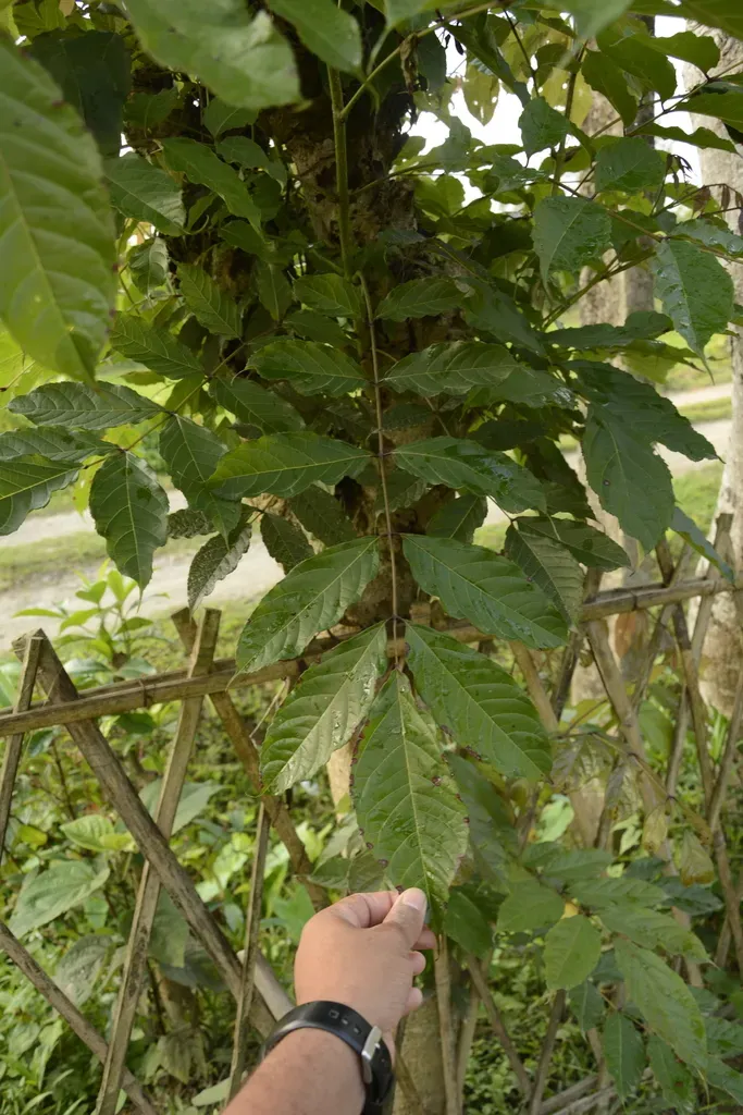 Stereospermum Chelonoides