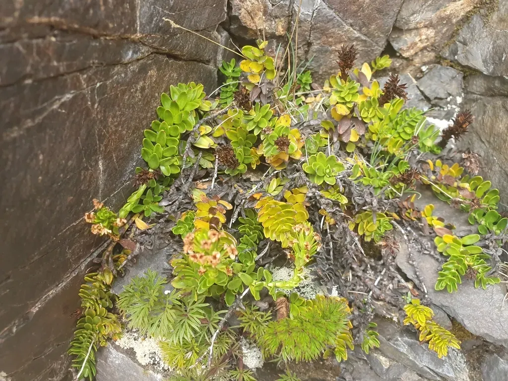 Murrell's Veronica