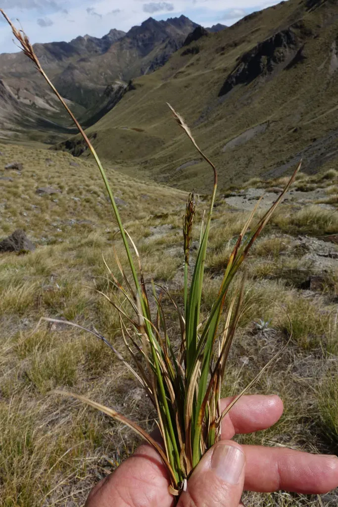 Carex Penalpina