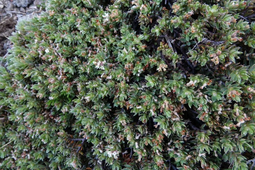 Pimelea Notia