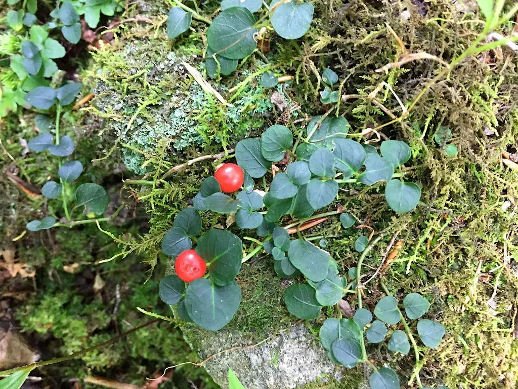 Partridgeberry