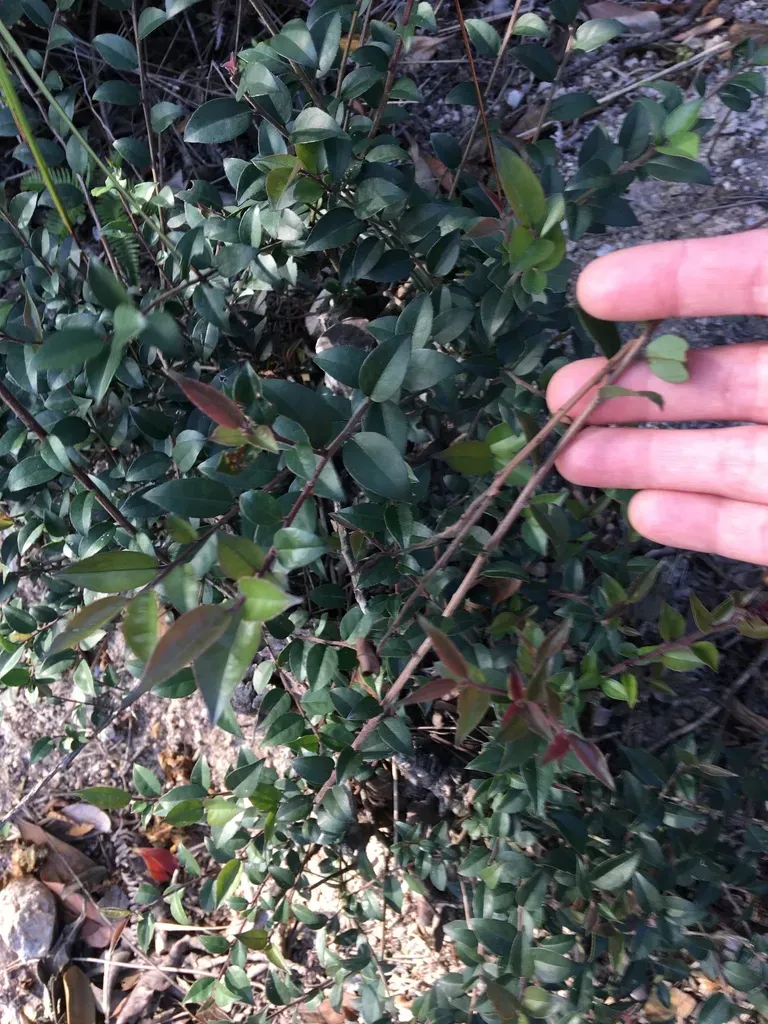 Downy Holly