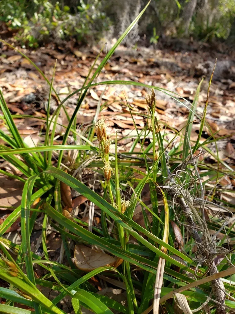 Sandyfield Beaksedge