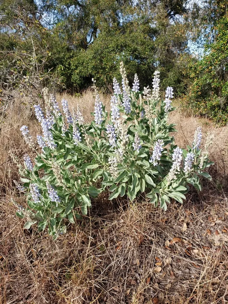 Sandhill Lupine