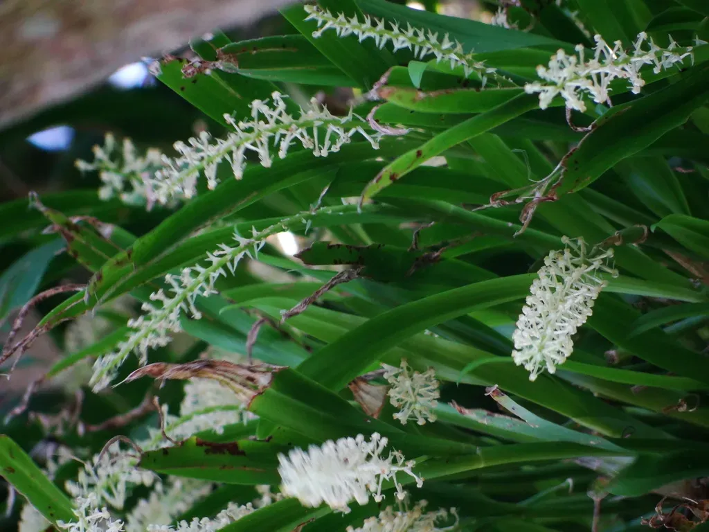 Liparis Condylobulbon