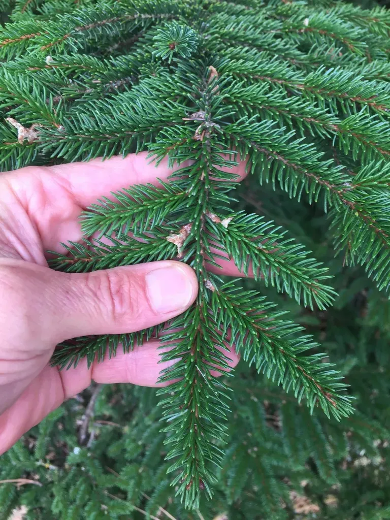 Glehn's Spruce