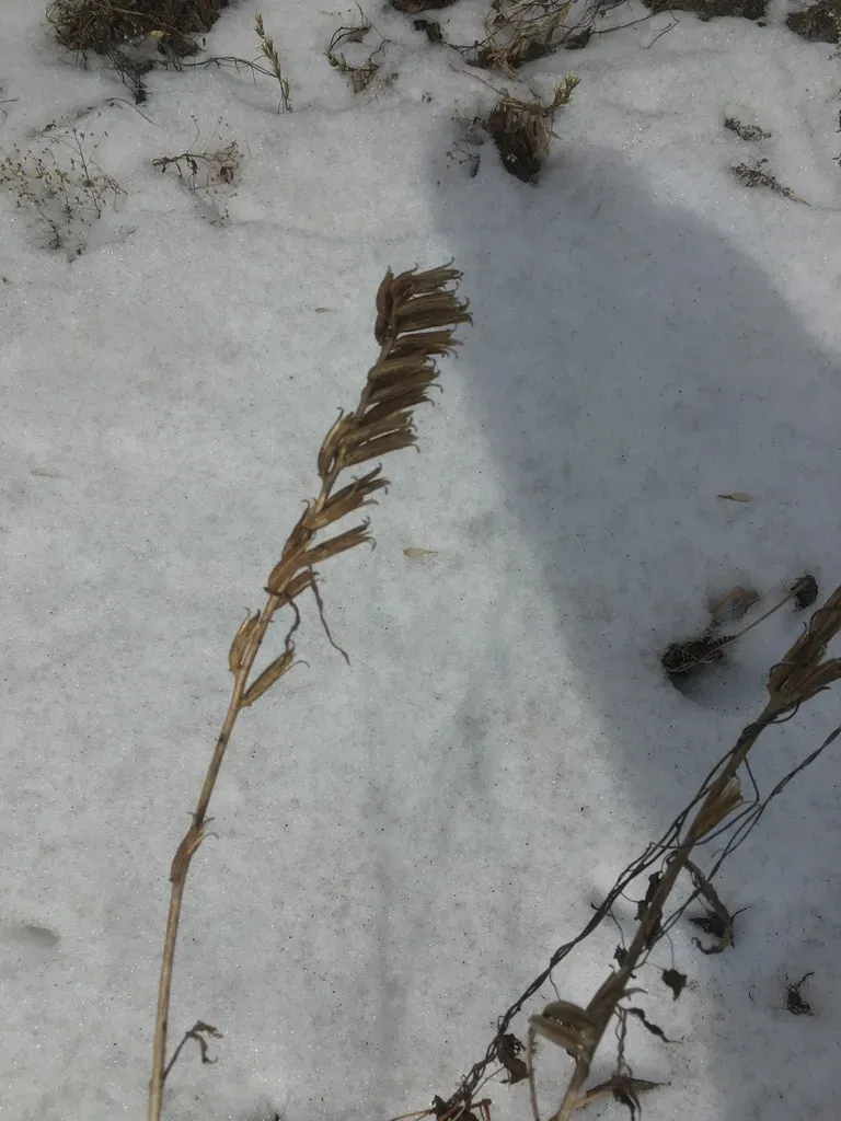 Common Evening Primrose