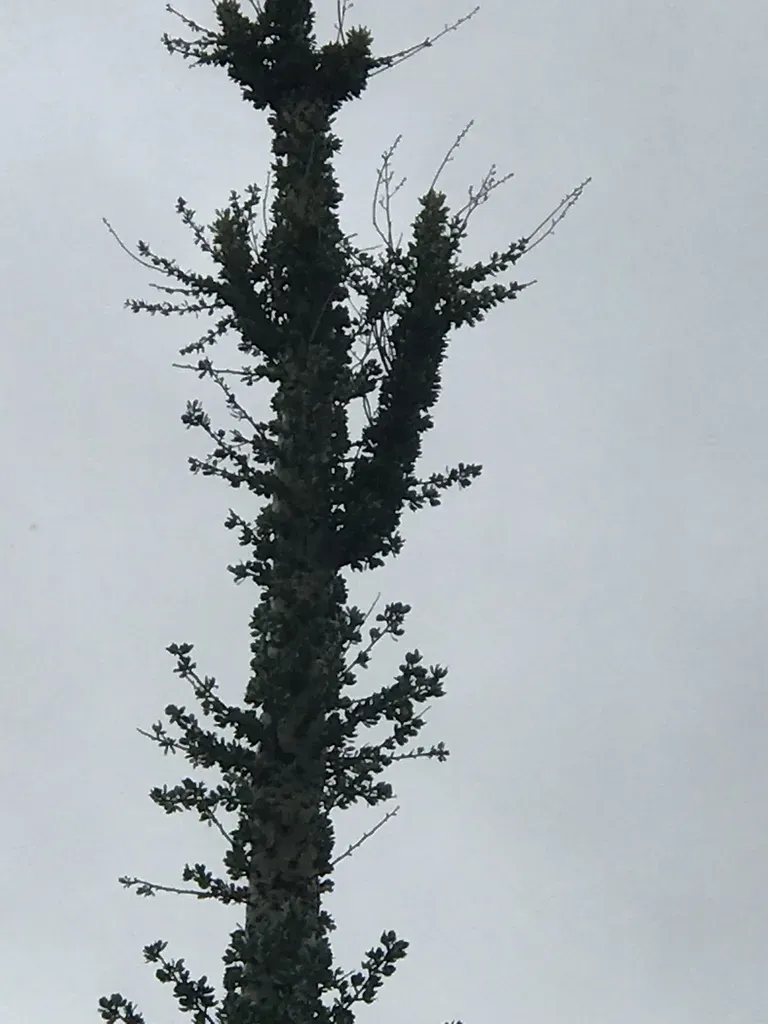 Boojum Tree