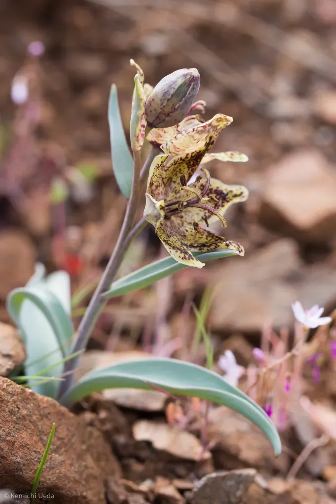 Talus Fritillary