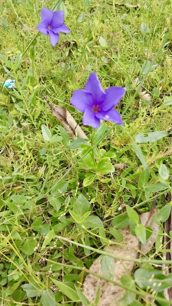 Tachiadenus Carinatus