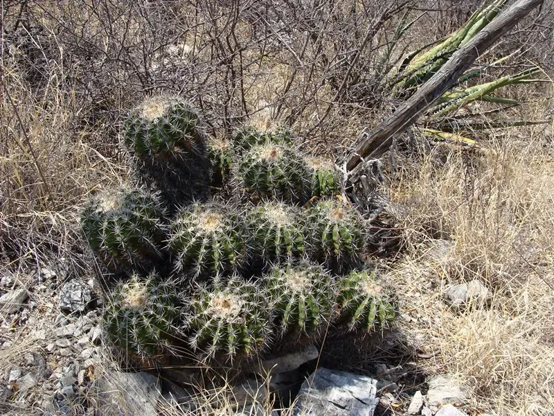 Ferocactus Flavovirens