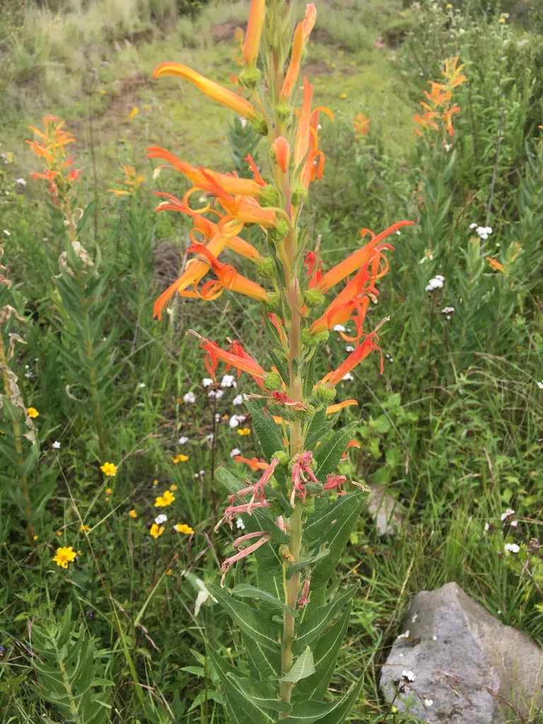 Siphocampylus Tupaeformis