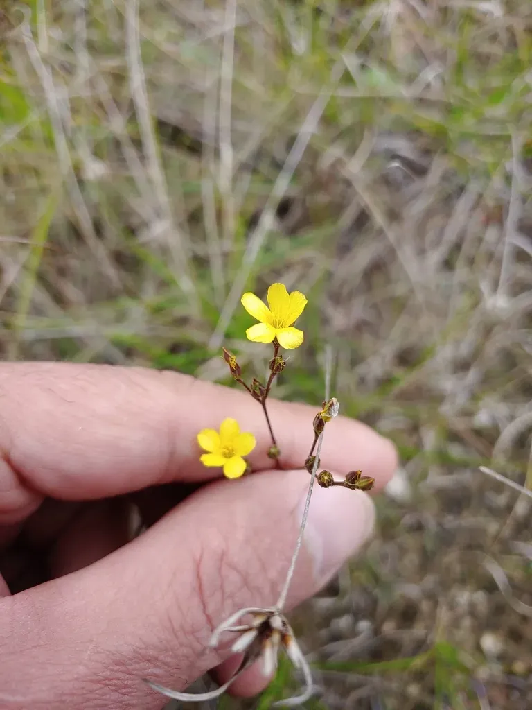 Common Yellow Flax