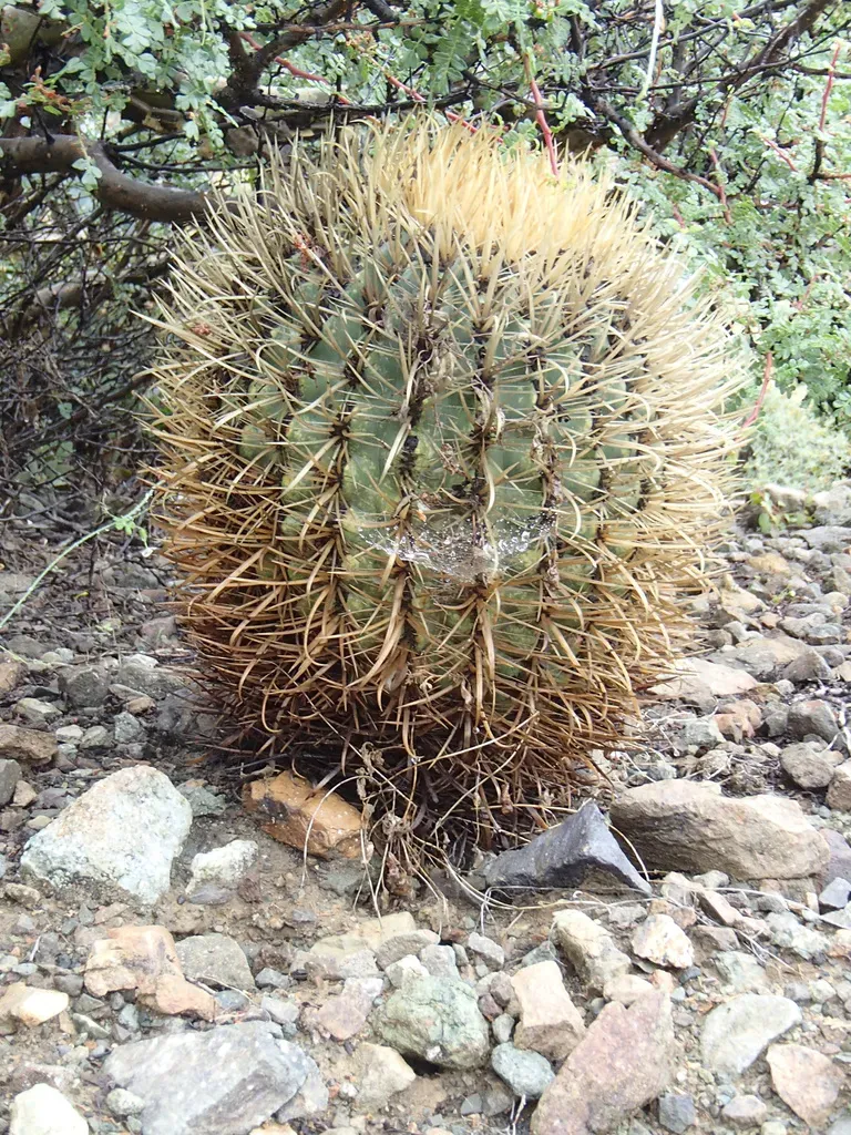 Ferocactus Chrysacanthus