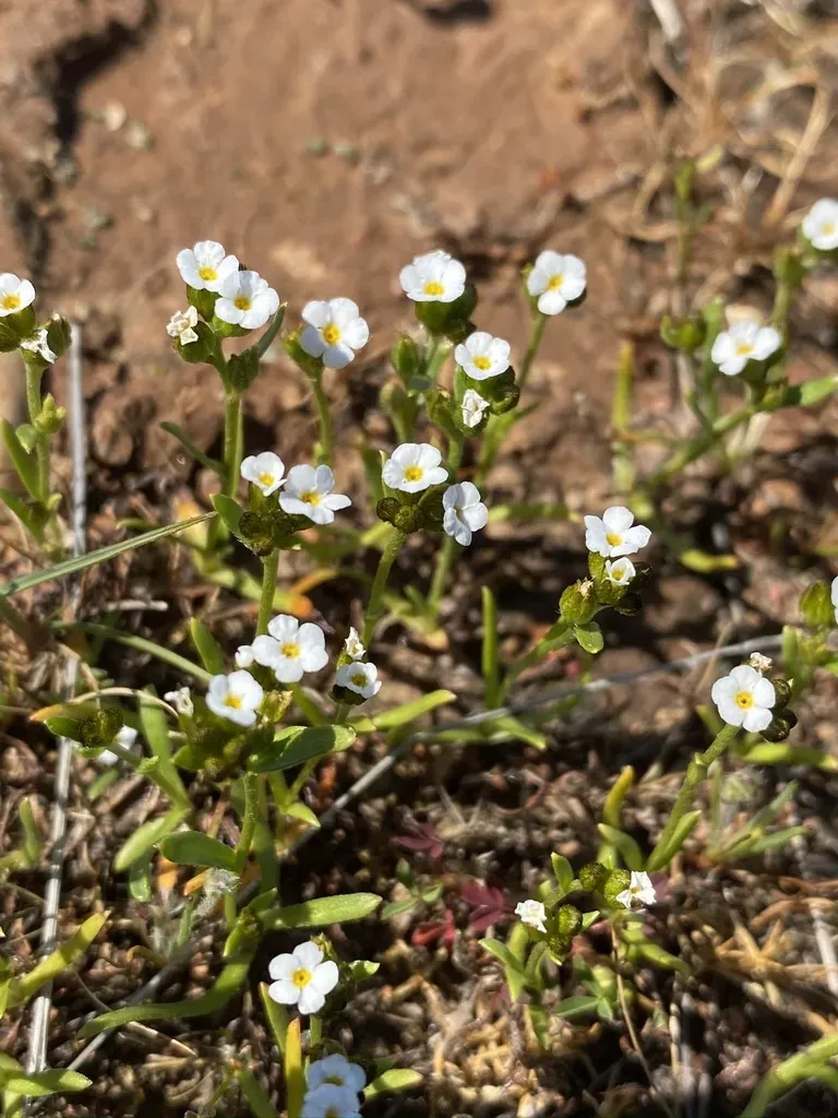 Austin's Popcornflower