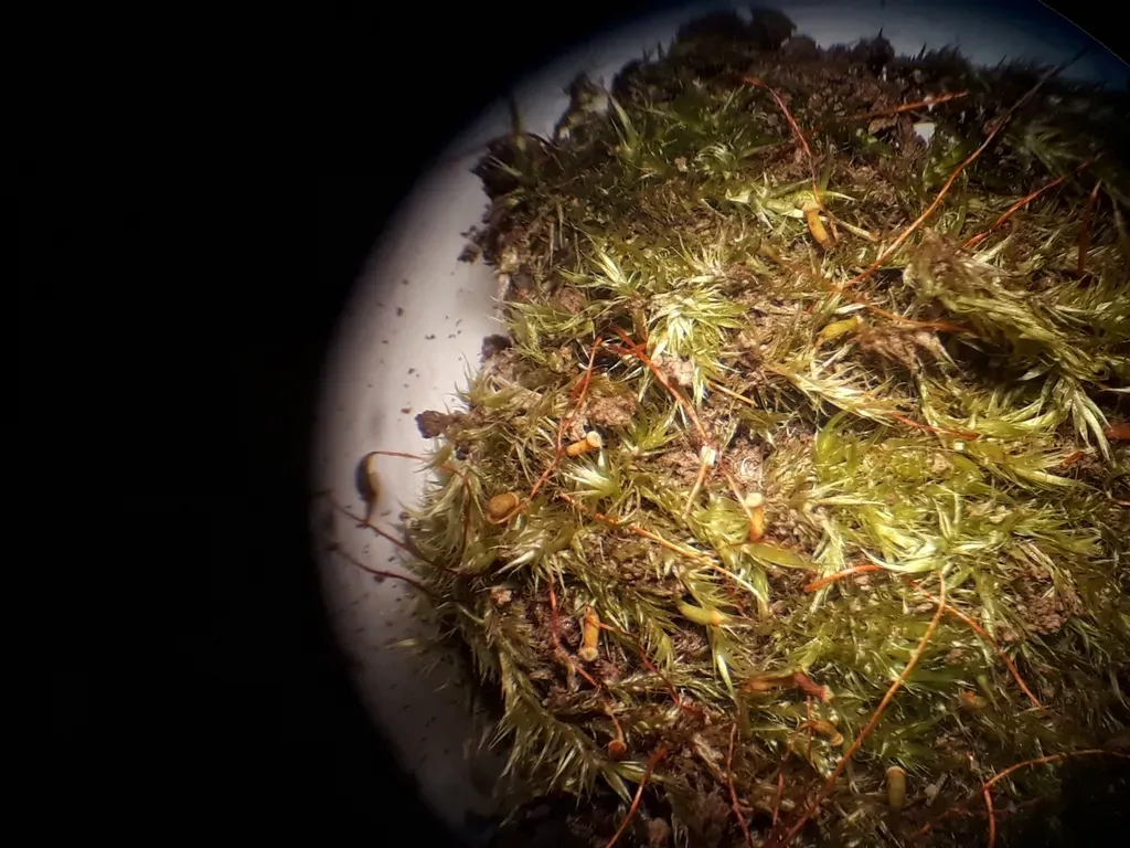 Sematophyllum Subhumile