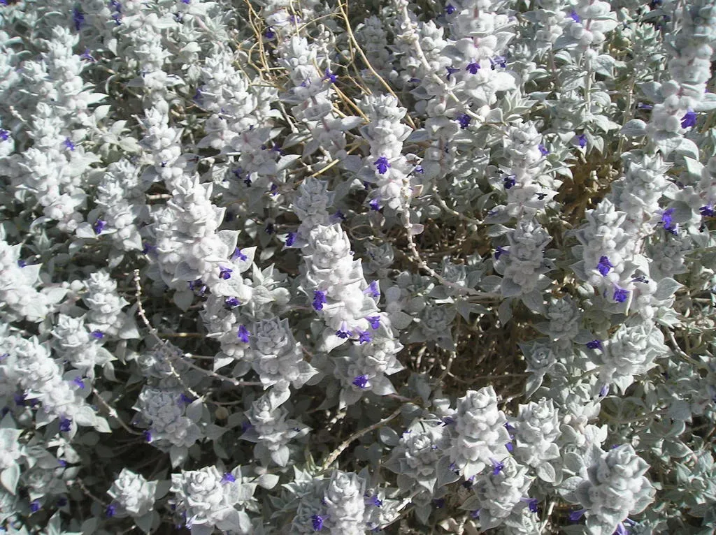 Death Valley Sage