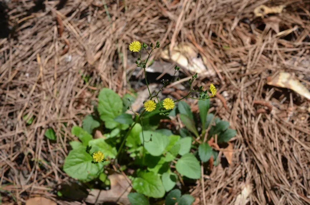 Oriental False Hawksbeard