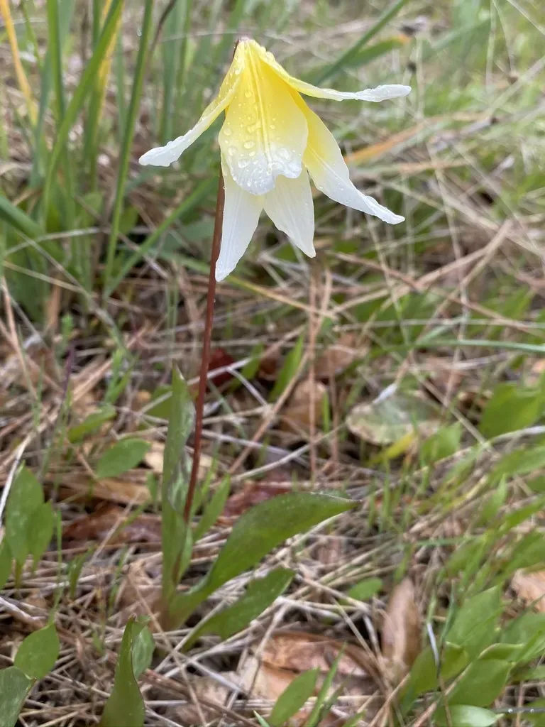 Sierra Fawn Lily
