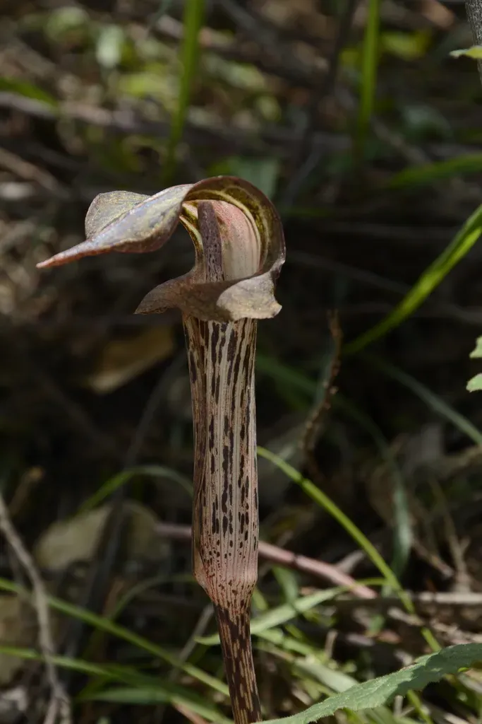 Arisaema Nepenthoides