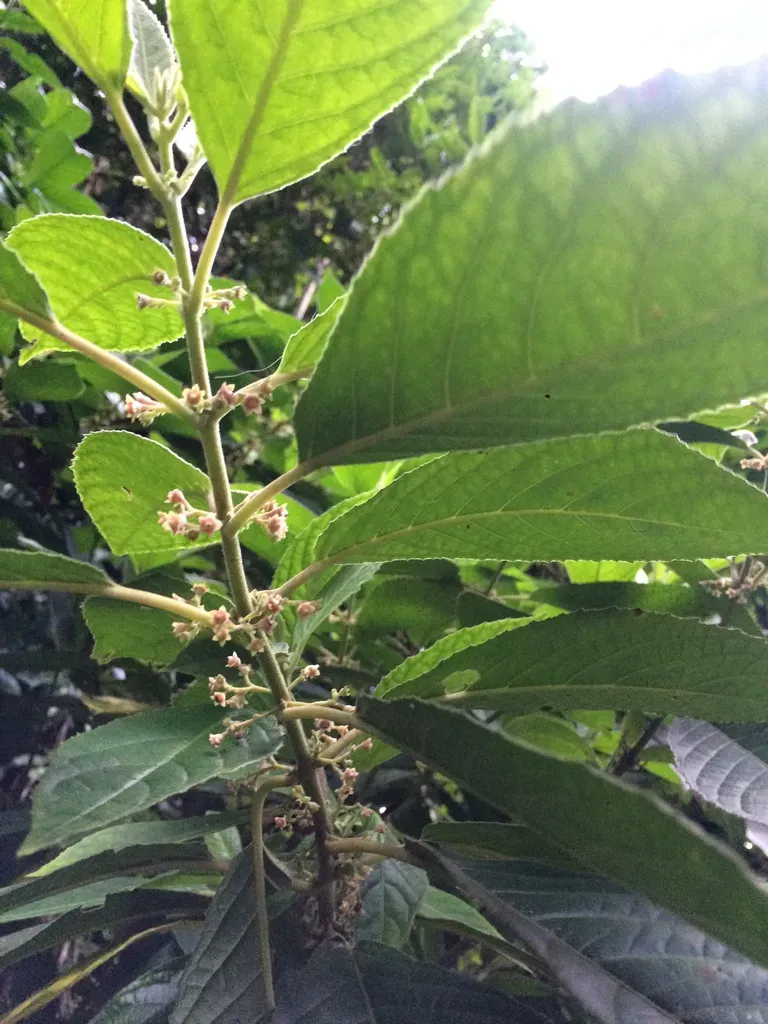 Siparuna Brasiliensis