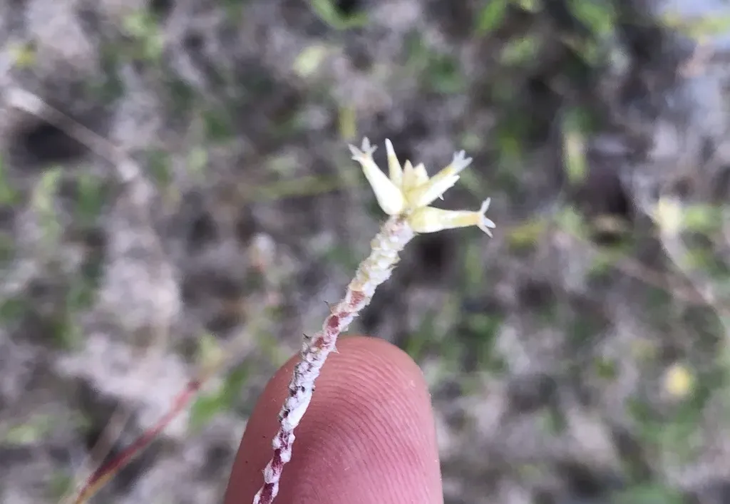 Froelichia Humboldtiana