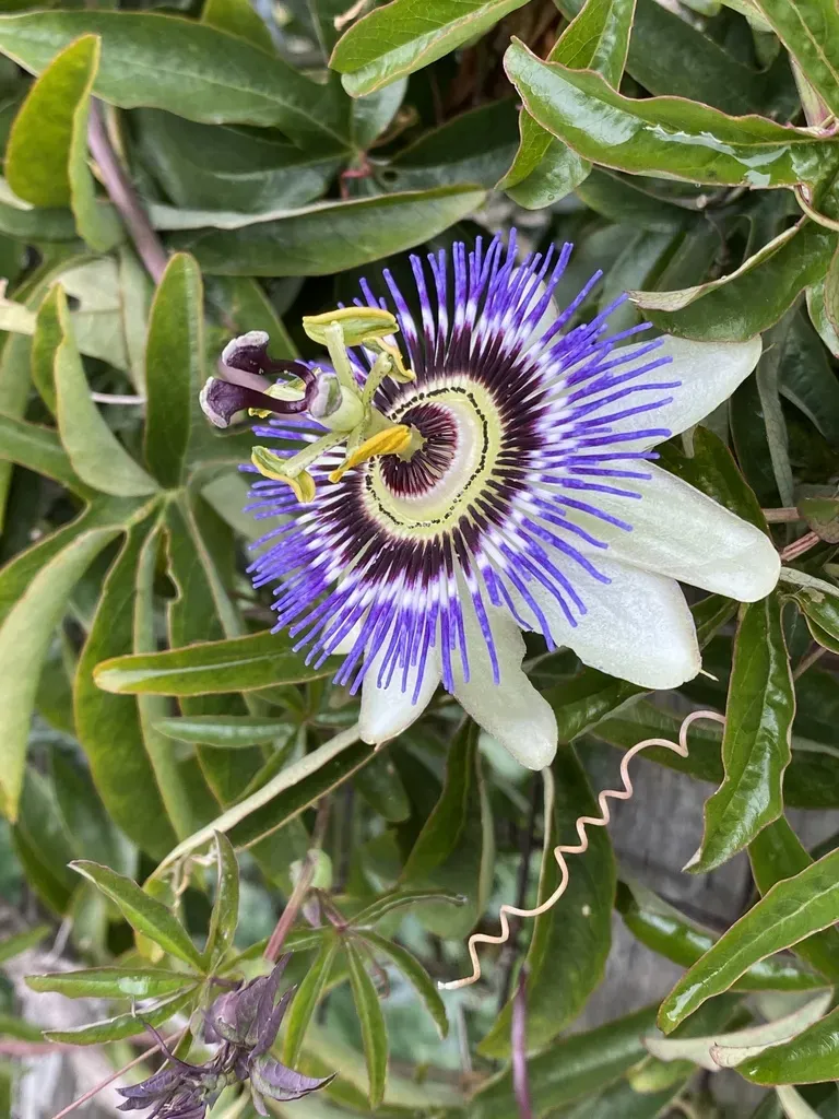 Blue Passionflower